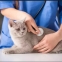 Tips For Being A Great Cat Care Giver